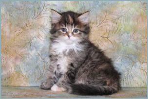 Female Siberian Kitten from Deedlebug Siberians